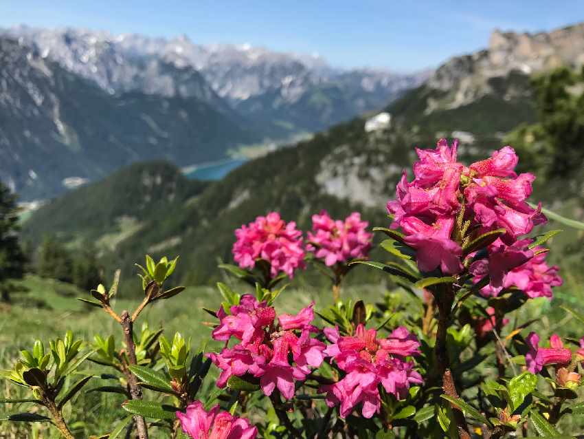 Im Sommer kannst du von den Rofan Hütten zu den Almrosen - hier bei meiner Wanderung vom Berggasthof Rofan zur Haidachstellwand