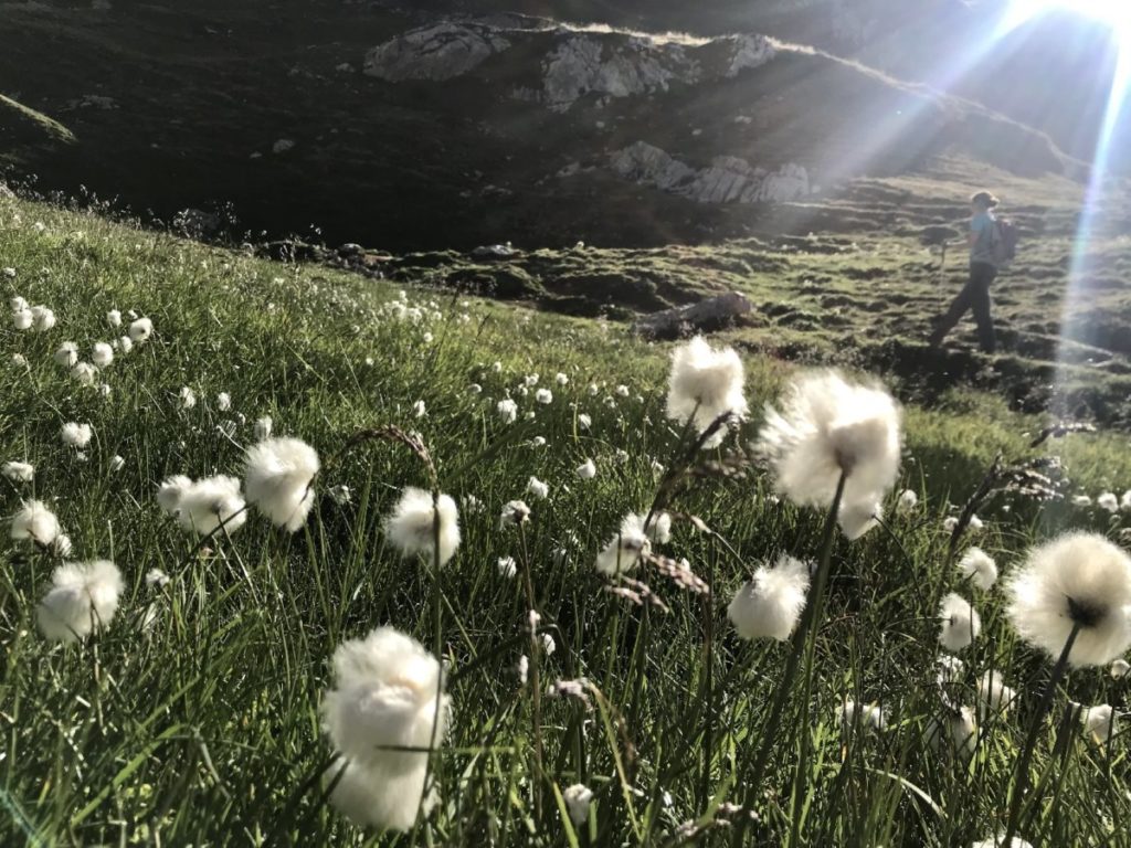 Rofanspitze wandern - mit dem schönen Wollgras in der Senke