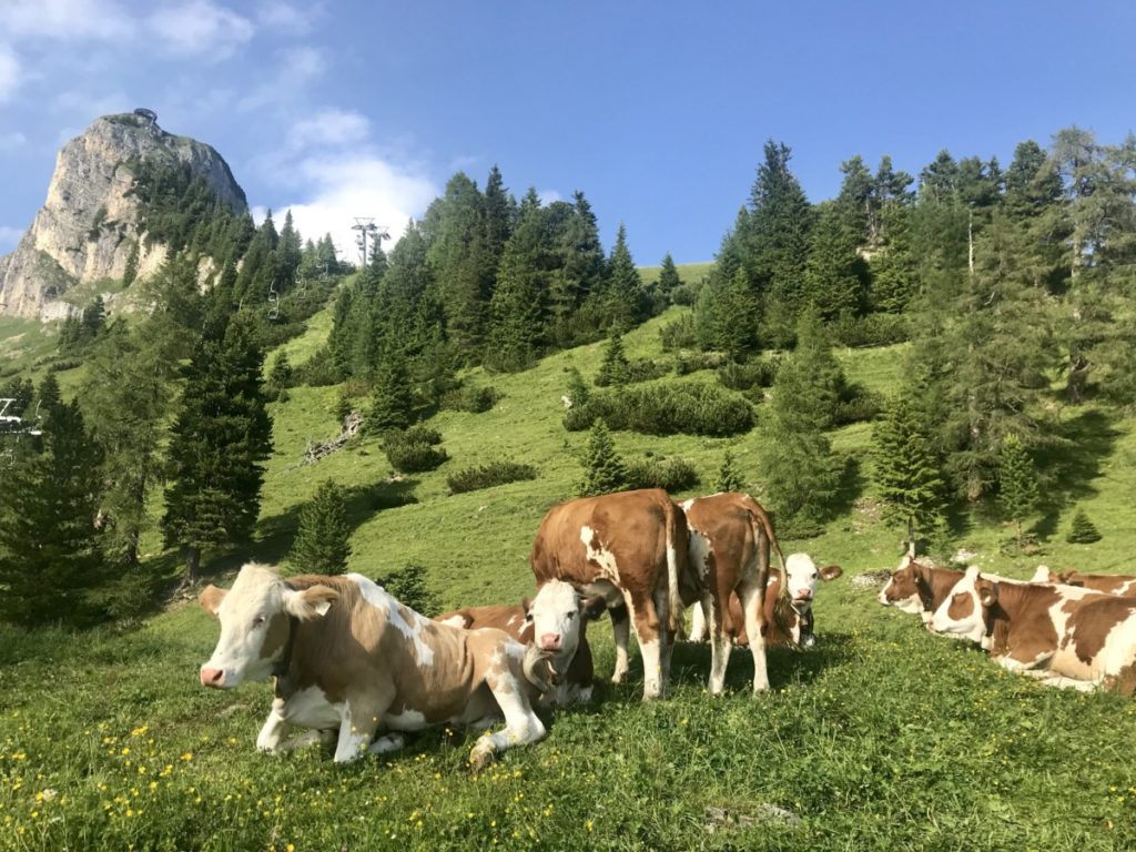 Almen Rofan - im Sommer grasen die Kühe hier oben!